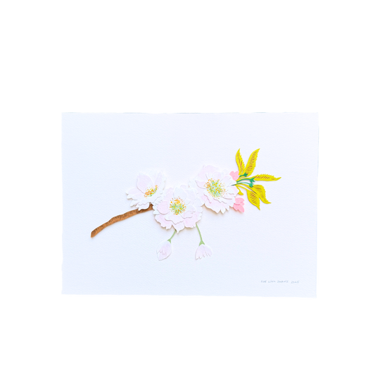 Cherry Blossoms - Unframed