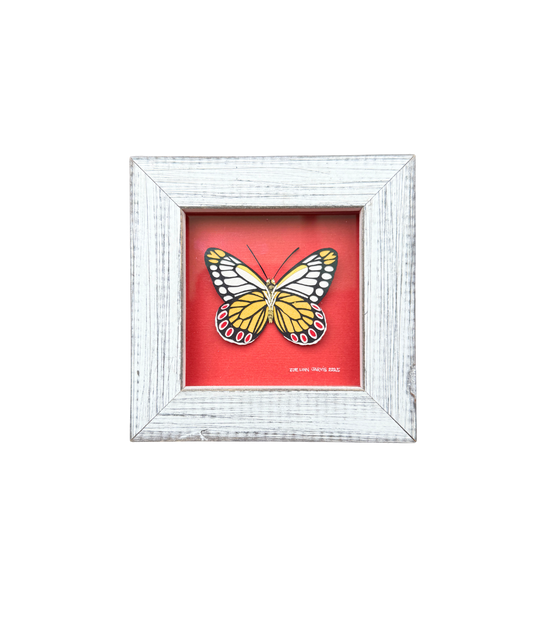 Jezebel Butterfly