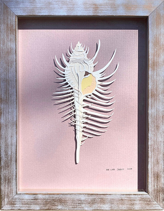 Venus Comb Murex Shell