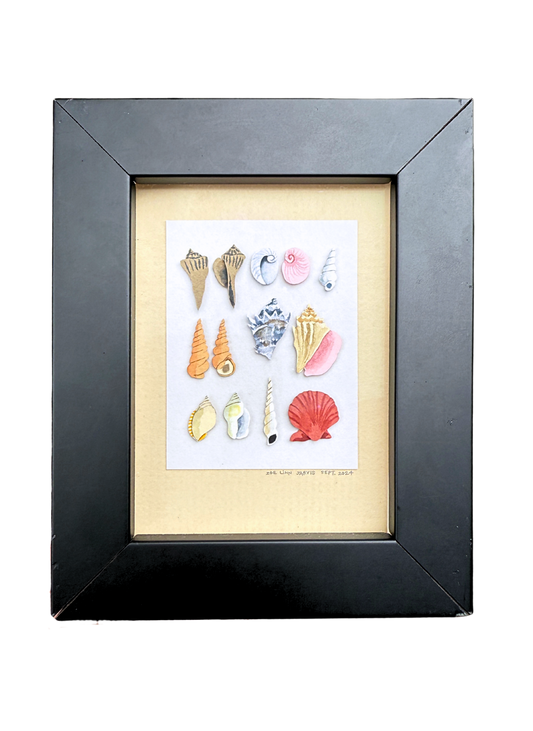Seashells