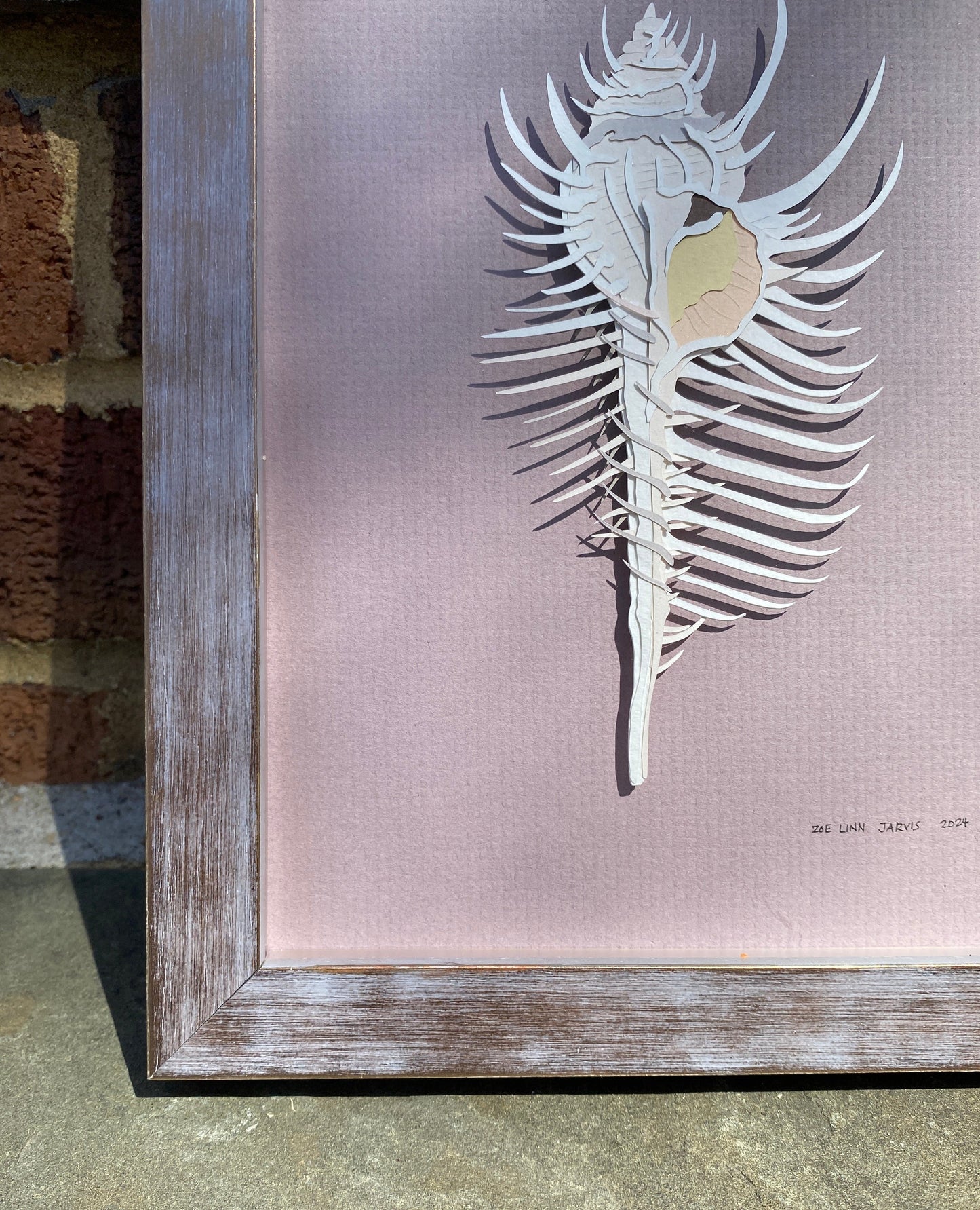 Venus Comb Murex Shell